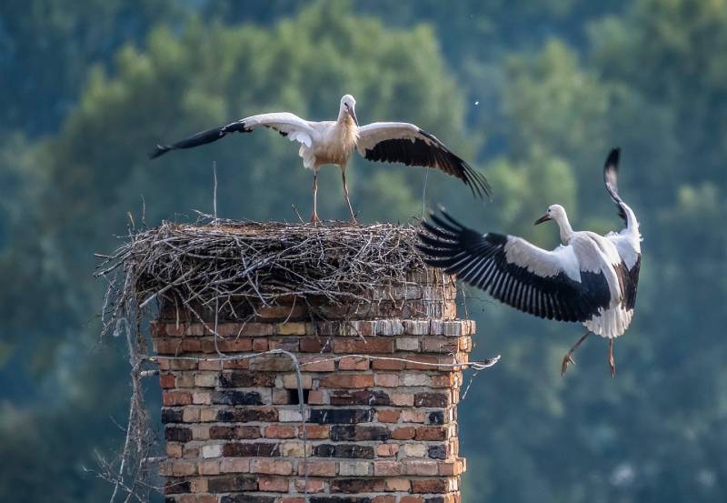 Professional Chimney Animal Removal Services in Georgetown, Massachusetts