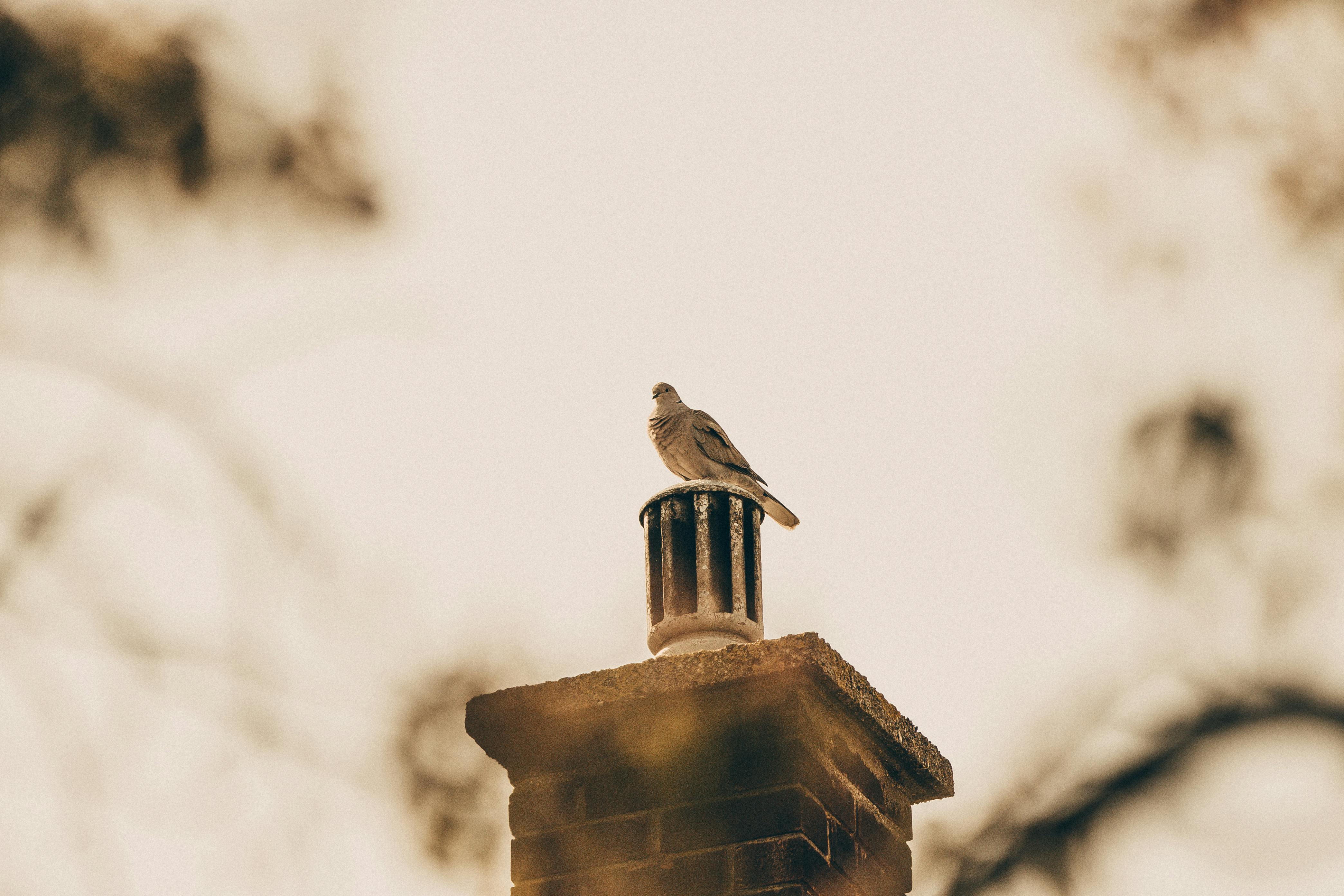 Expert Chimney Cap Installation in Georgetown, Massachusetts